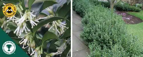 SARCOCOCCA CONFUSA SWEET BOX HEDGING PLANTS AND SHRUBS