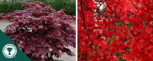 BUY ACER PALMATUM BLOODGOOD SHRUBS AND TREES