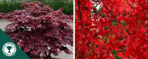 BUY ACER PALMATUM BLOODGOOD SHRUBS AND TREES