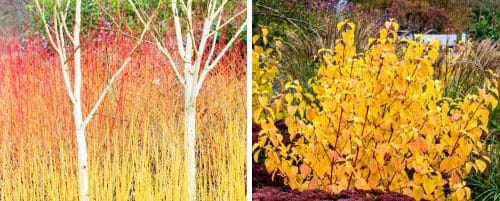 DOGWOOD ANNYS WINTER ORANGE HEDGING PLANTS AND SHRUBS