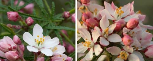 CHOISYA APPLE BLOSSOM HEDGING PLANTS AND SHRUBS