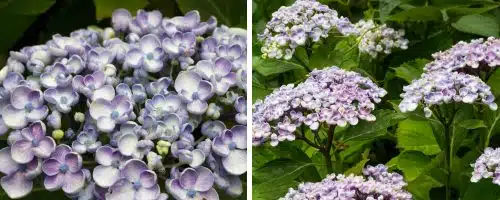 HYDRANGEA MACROPHYLLA AYESHA SHRUBS AND HEDGING PLANTS