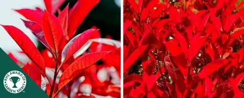 PHOTINIA CAMILVY HEDGING PLANTS AND SHRUBS