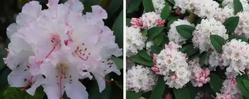 BUY HYBRID RHODODENDRON CHRISTMAS CHEER PLANTS AND SHRUBS