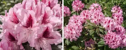 HYBRID RHODODENDRON COSMOPOLITAN PLANTS AND SHRUBS