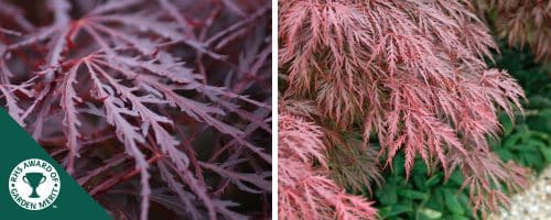 BUY ACER PALMATUM CRIMSON QUEEN SHRUBS