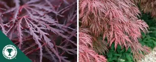 BUY ACER PALMATUM CRIMSON QUEEN SHRUBS