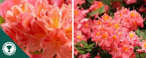 BUY AZALEA BERRYROSE PLANTS AND SHRUBS AZALEA MOLLIS BERRYROSE