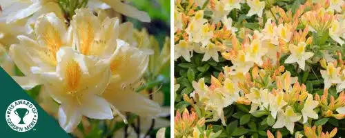 BUY AZALEA MOLLIS DAVIESII PLANTS AND SHRUBS