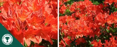 AZALEA MOLLIS GIBRALTAR SHRUBS AND PLANTS