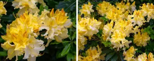 BUT AZALEA MOLLIS HARVEST MOON PLANTS DECIDUOUS AZALEA HARVEST MOON