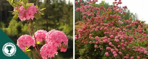 AZALEA MOLLIS HOMEBUSH PLANTS AND SHRUBS DECIDUOUS AZALEA HOMEBUSH