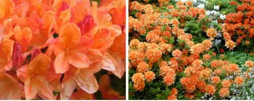 AZALEA MOLLIS KONINGIN EMMA SHRUBS
