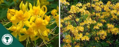 DECIDUOUS AZALEA PONTICA SHRUBS RHODODENDRON LUTEUM SHRUBS