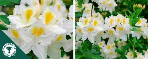 AZALEA MOLLIS PERSIL SHRUBS DECIDUOUS AZALEA PERSIL