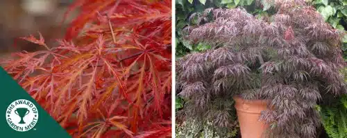 BUY ACER PALMATUM DISSECTUM GARNET SHRUBS AND TREES