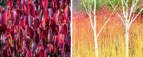 BUY DOGWOOD PLANTS AND HEDGES FROM HOPES GROVE NURSERIES