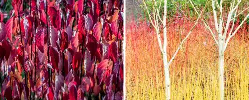 BUY DOGWOOD PLANTS AND HEDGES FROM HOPES GROVE NURSERIES