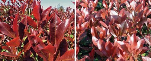 PHOTINIA DYNAMO RED HEDGING PLANTS AND SHRUBS