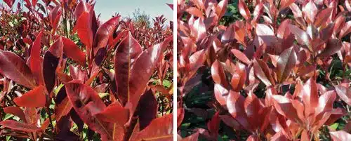 PHOTINIA DYNAMO RED HEDGING PLANTS AND SHRUBS