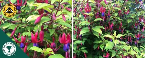 FUCHSIA GENII HEDGING PLANTS AND SHRUBS HARDY FUCHSIA GENII
