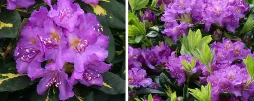 BUY HYBRID RHODODENDRON GOLDFLIMMER PLANTS AND SHRUBS