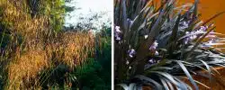 BUY GRASSES FROM HOPES GROVE NURSERIES ORNAMENTAL GRASSES
