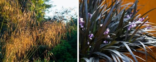 BUY GRASSES FROM HOPES GROVE NURSERIES ORNAMENTAL GRASSES