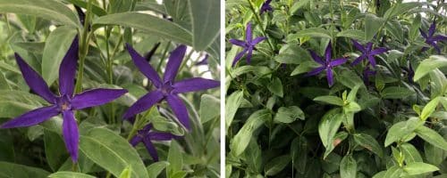 Buy Periwinkle Ground Cover Vincas Ground Cover By Hopes Grove Nurseries