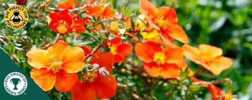 ORANGE POTENTILLA HEDGNG PLANTS AND SHRUBS