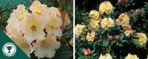 BUY HYBRID RHODODENDRON HORIZON MONARCH PLANTS AND SHRUBS