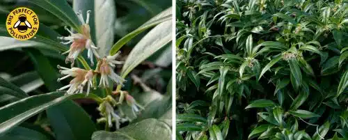 SARCOCOCCA HUMILIS SWEET BOX HEDGING PLANTS AND SHRUBS