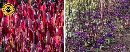 BLACK STEMMED DOGWOOD HEDGING PLANTS AND SHRUBS