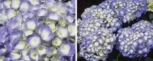 HYDRANGEA MACROPHYLLA LAVBLA SHRUBS