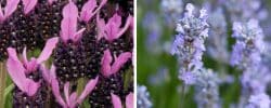 BUY LAVENDER PLANTS