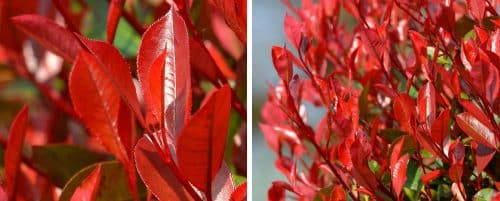 PHOTIINIA LITTLE RED ROBIN HEDGING PLANTS AND SHRUBS