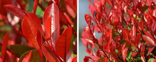 PHOTIINIA LITTLE RED ROBIN HEDGING PLANTS AND SHRUBS