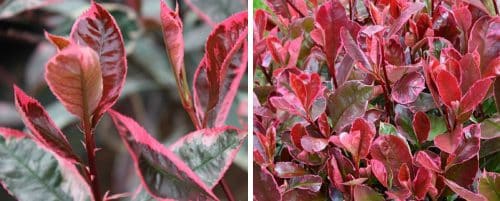 PHOTINIA LOUISE HEDGIING PLANTS AND SHRUBS
