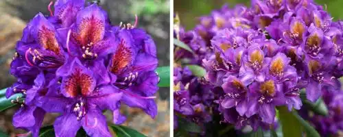 BUY HYBRID RHODODENDRON MARCEL MENARD PLANTS AND SHRUBS