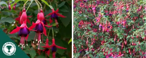 HARDY FUCHSIA MRS POPPLE HEDGING PLANTS AND SHRUBS