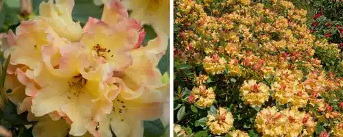 BUY HYBRID RHODODENDRON NANCY EVANS PLANTS AND SHRUBS