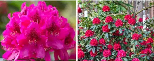 BUY HYBRID RHODODENDRON NOVA ZEMBLA PLANTS AND SHRUBS
