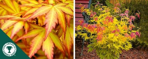 BUY ACER PALMATUM ORANGE DREAM SHRUBS AND TREES