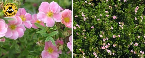 POTENTILLA FRUTICOSA PRETTY POLLY HEDGING PLANTS AND SHRUBS