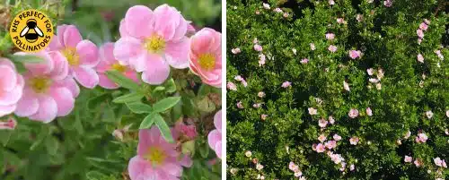 POTENTILLA FRUTICOSA PRETTY POLLY HEDGING PLANTS AND SHRUBS