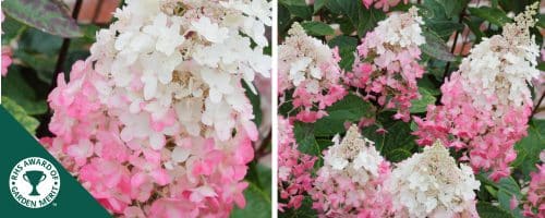 HYDRANGEA PANICULATA PIINKY WINKY HEADING PLANTS AND SHRUBS