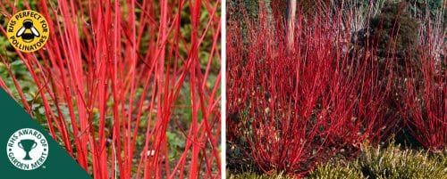 RED STEMMED DOGWOOD HEDGING PLANTS AND SHRUBS