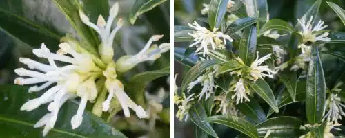 SWEET BOX SARCOCOCCA RUSCIFOLIA HEDGING PLANTS AND SHRUBS