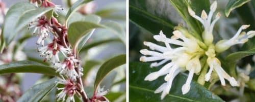 SWEET BOX HEDGING PLANTS AND SHRUBS SARCOCOCCA