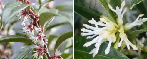 SWEET BOX HEDGING PLANTS AND SHRUBS SARCOCOCCA